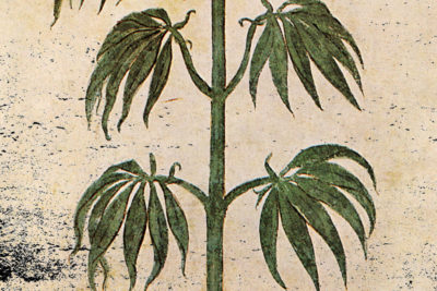 Cannabis in the Ancient World